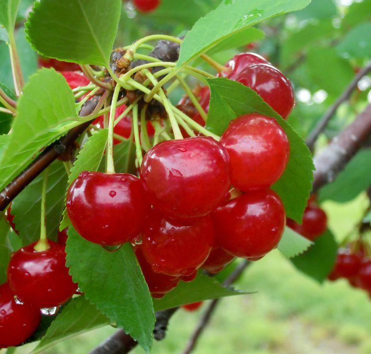 Ripe Montmorency tart cherries are attractive to female spotted wing Drosophila (or as I like to call them, spotted weapon of destruction). Protect fruit before harvest. All photos by Mark Longstroth, MSU Extension.