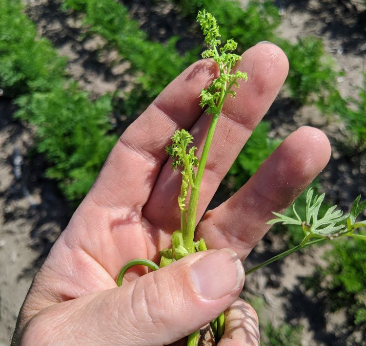 Aster leafhopper symptoms