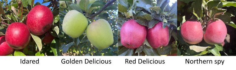 Different apple varieties.