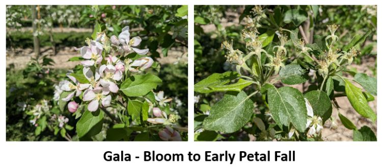 Gala apple buds.