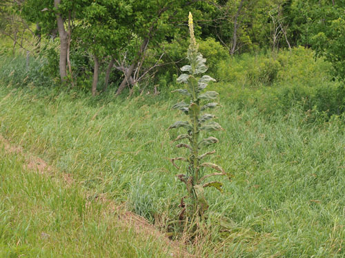  Common Mullein4.jpg 