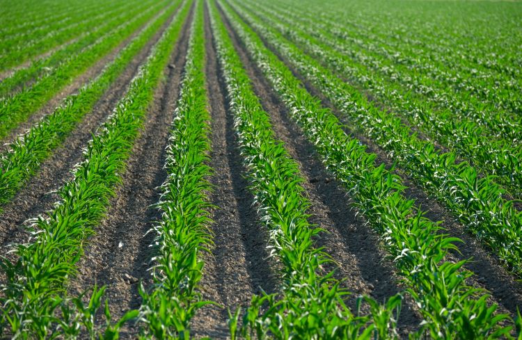 field of green corn in rows