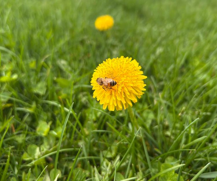 A honey bee on a dandelion.