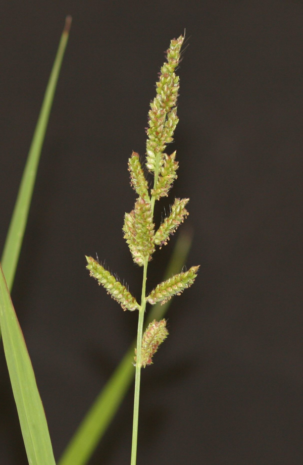 Barnyardgrass stem