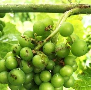 MSU vineyard IPM scouting report – July 17, 2019