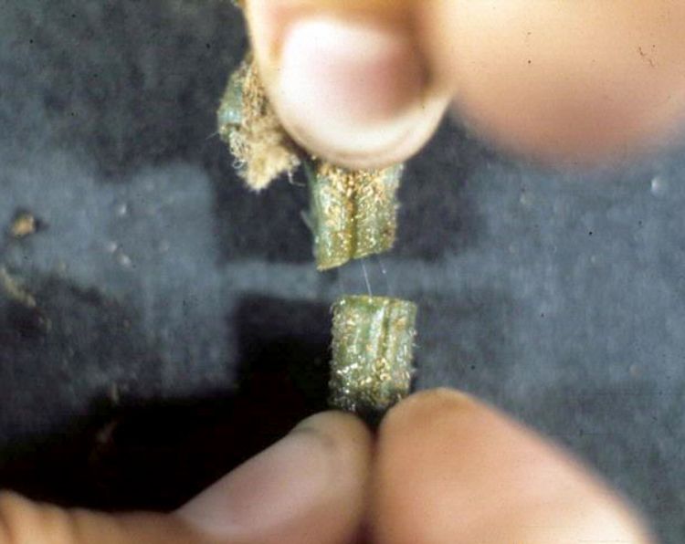 Bacterial wilt
