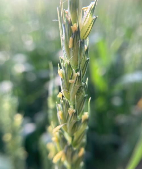 A closeup picture of the head of wheat plant beginning to flower.