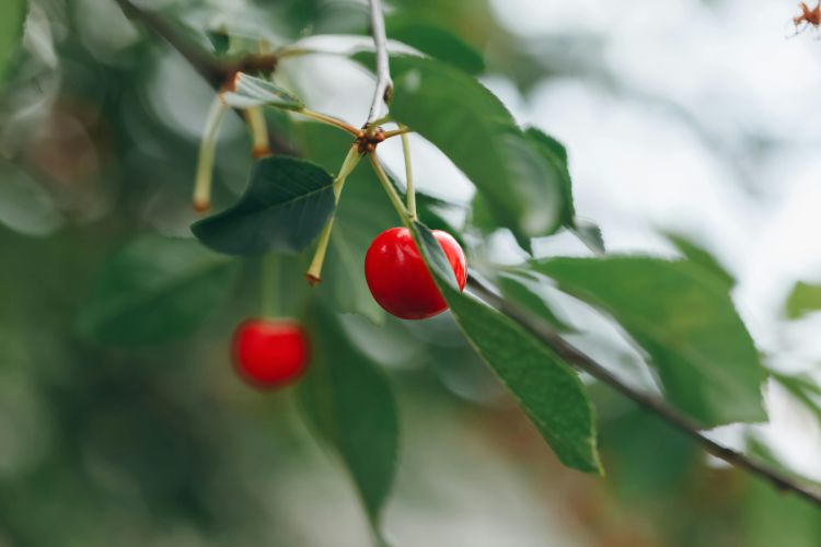 Red cherries hanging from a tree.