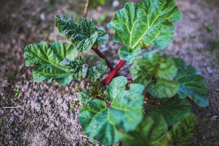 A leafy, dark green plant with thick purple stems sprouting from brown dirt.