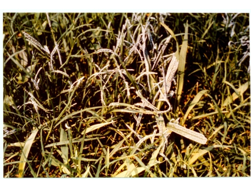 snow mold 1.jpg