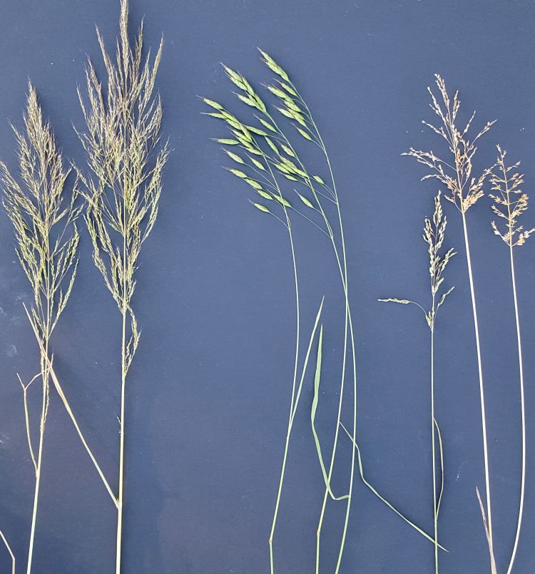 Selected grassy weeds in wheat, from left to right: windgrass, cheat and bluegrass. Photo: Martin Nagelkirk, MSU Extension.