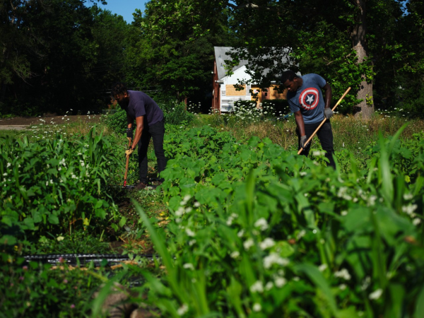 Two people weeding a field.