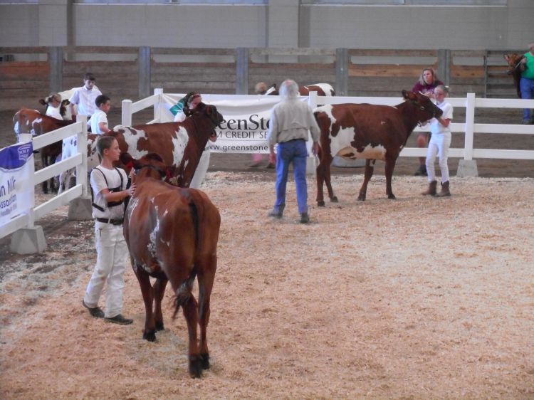 Michigan 4-H members exhibit their Ayrshire cattle during the 2015 Michigan 4-H Youth Dairy Days breed show.