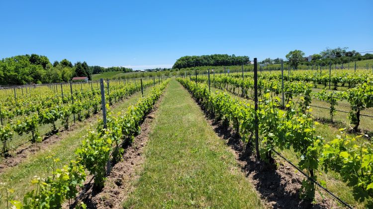 A grape vineyard.