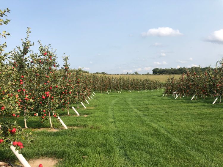 Royal Red Honeycrisp