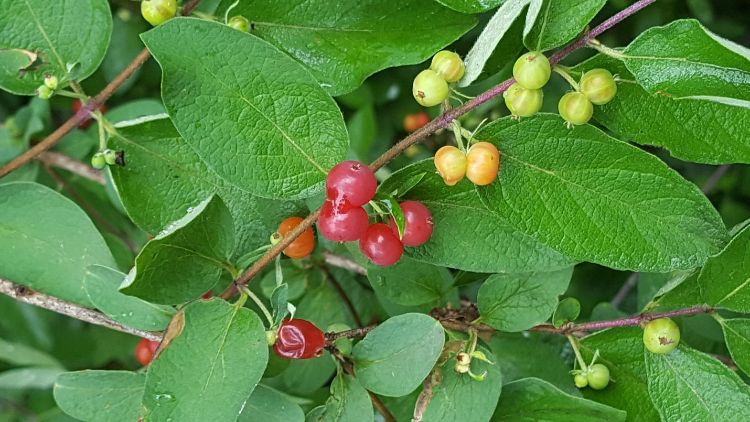 Wild hosts like this Tartarian honeysuckle bush, serve as source of SWD next to fruit crops.