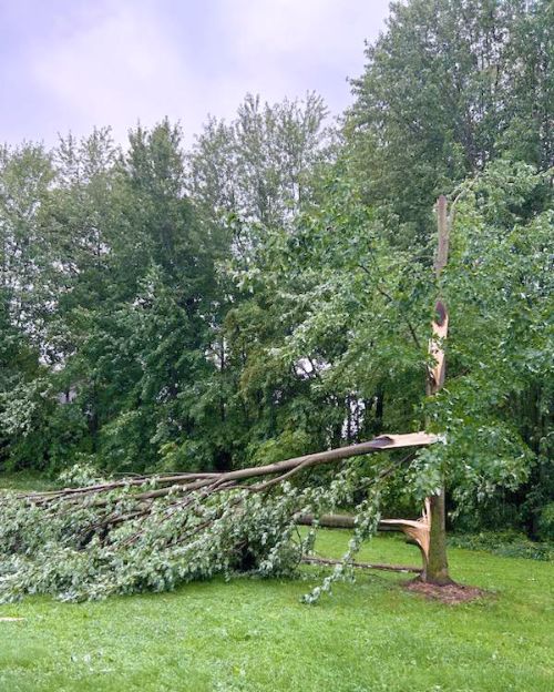 Part of a tree knocked down due to high winds.