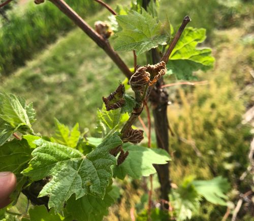 Foliar frost damage on grape.