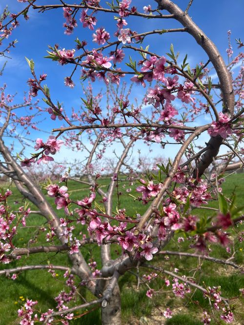 Pink peach blooms on a tree with a blue sky in the background.