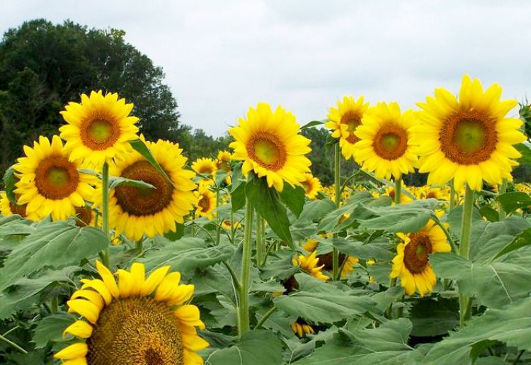 Sunflowers