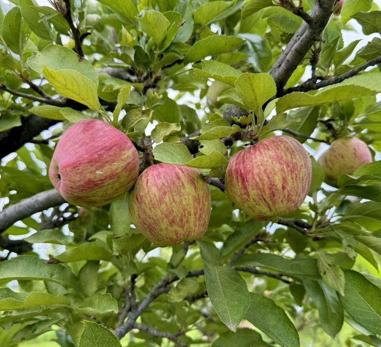 Three red apples hanging from a tree.