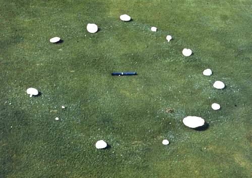  fairy ring 6.jpg 