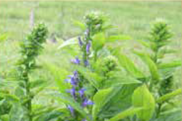 Blue lobelia