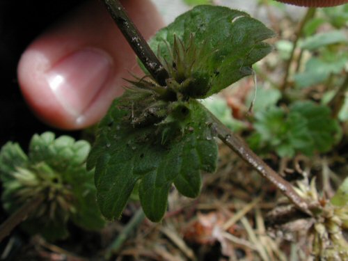  henbit3.jpg 