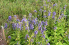 Great blue lobelia