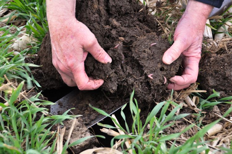 hands holding black soil near green grass