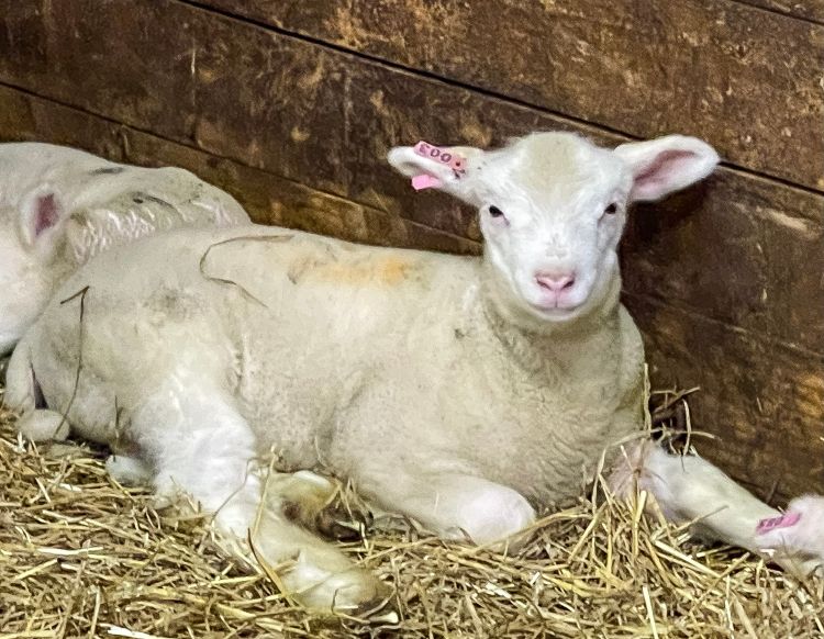 young lamb in a pen