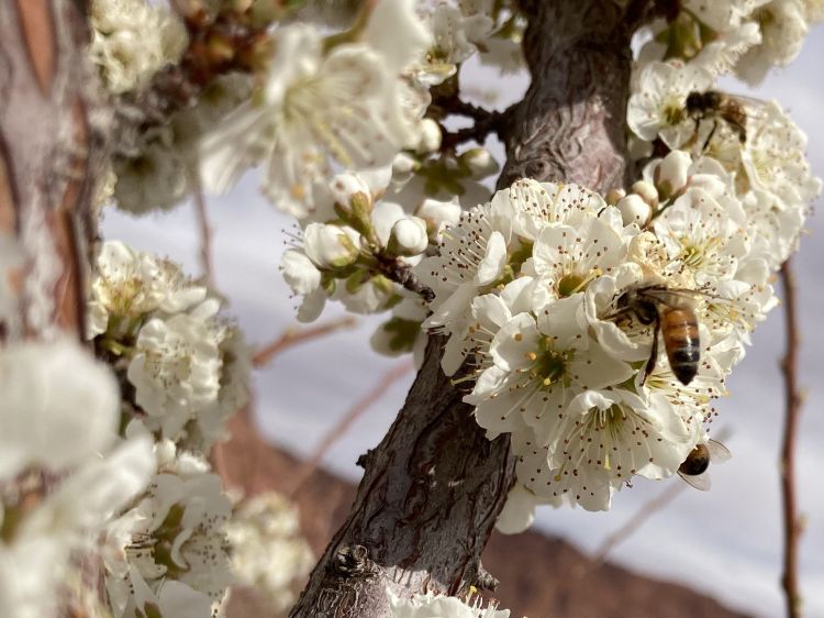 Foto de abejas melíferas en las flores de los árboles.