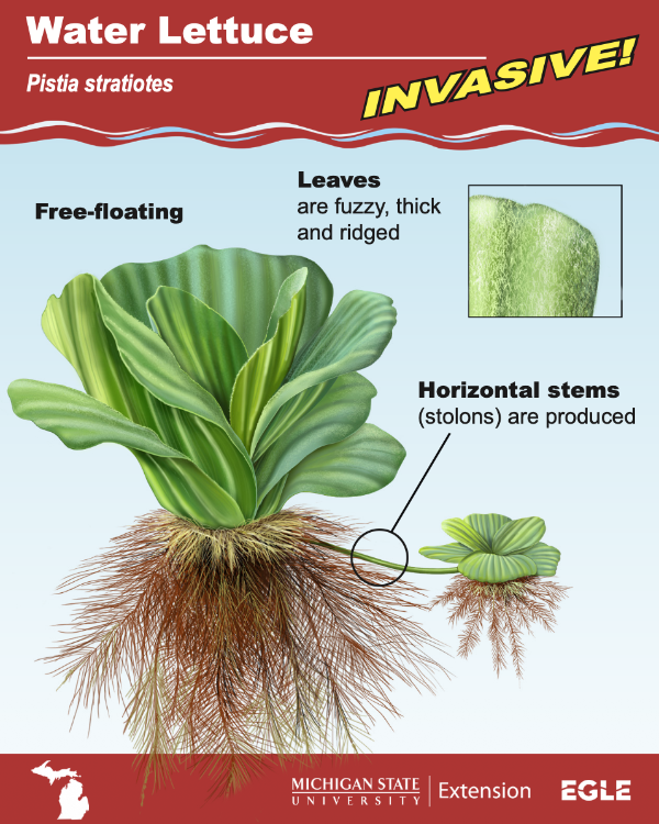Cover image shares diagram of an invasive aquatic plant, Water Lettuce. Diagram shows a free-floating plant with leaves that are fuzzy, thick and ridged. Horizontal stems, called stolons, are produced as well, forming what looks like a child plant from the mother.