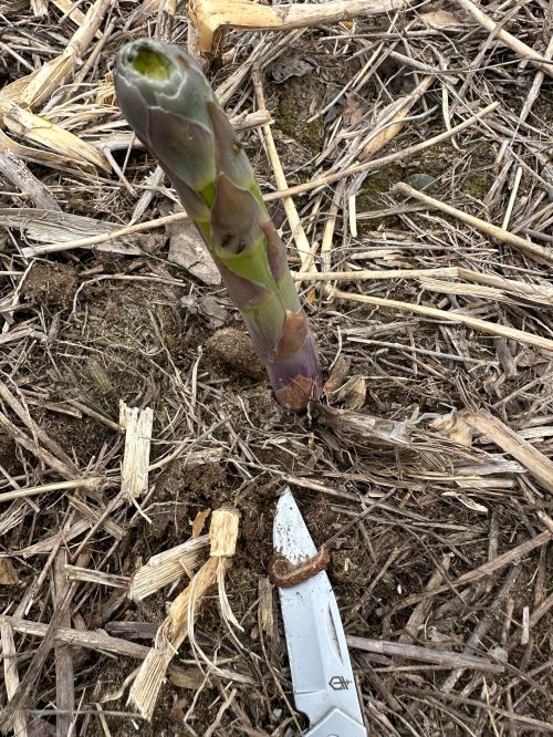 A knife with a cutworm on it sits on the ground next to an emerging asparagus spear.
