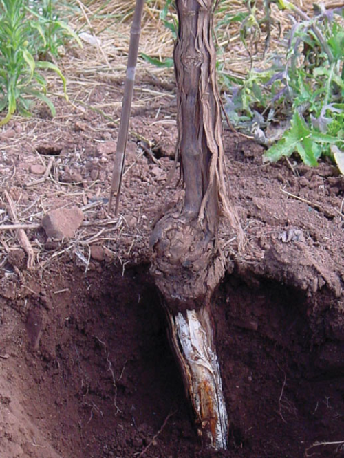  White fungal mat beneath back at base of trunk. 