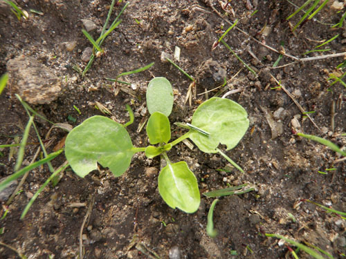  broadleaf plantain8.jpg 