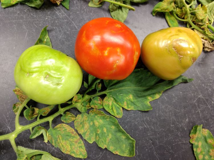 Impatiens necrotic spot virus (INSV) symptoms in tomatoes