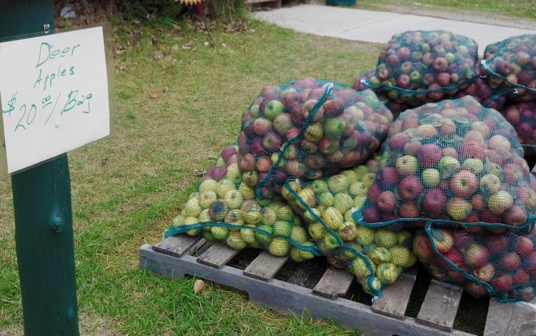 Culled apples for sale as deer feed. Photo credit: James DeDecker, Michigan State University Extension