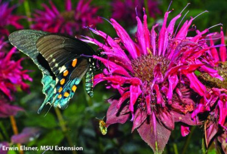 Pipevine swallowtail butterfly.