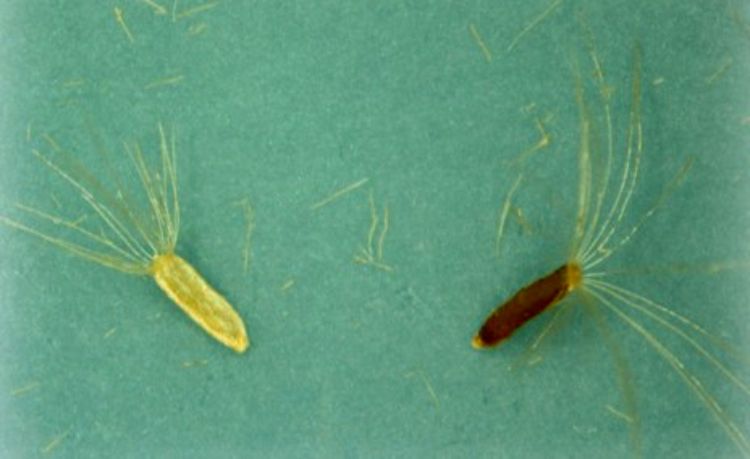 Photo 1. Immature (left) and mature (right) horseweed/marestail seeds.