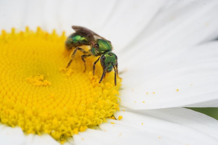 A green metallic sweat bee collecting pollen on a flower.
