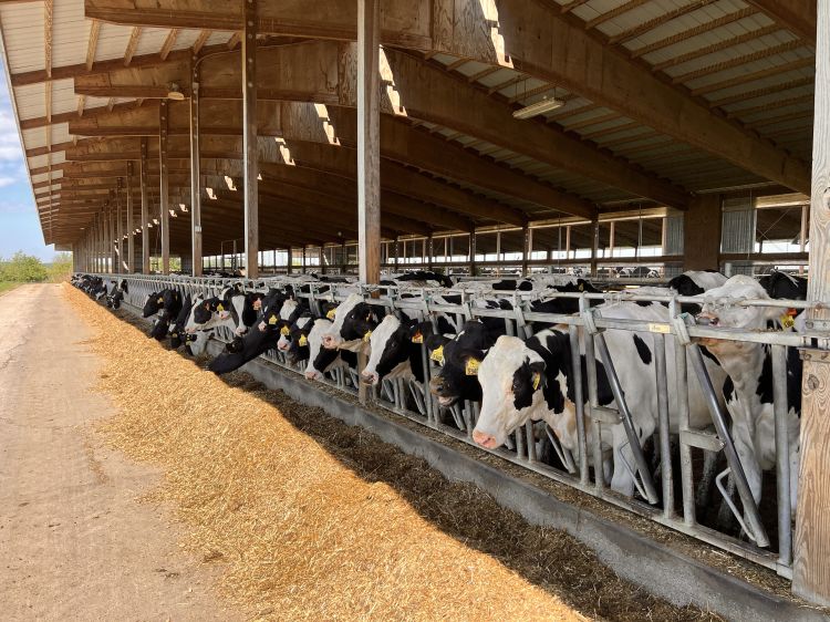 cows at a feed bunk