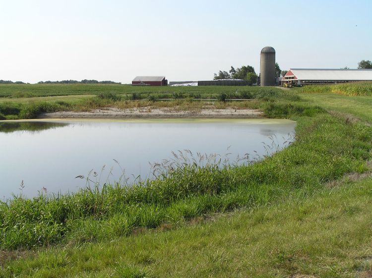 Three-stage livestock nutrient treatment and sub-irrigation system. Photo by Tim Harrigan | MSU Extension