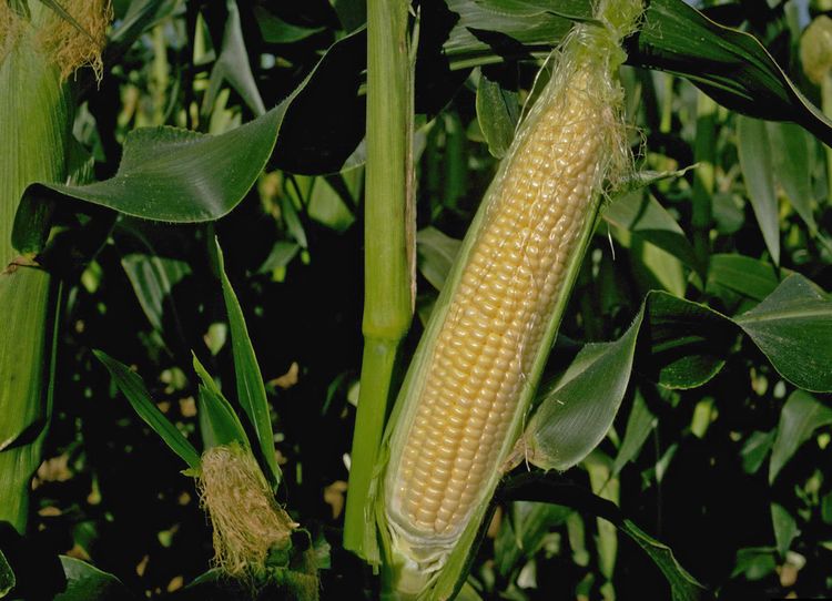 A primer on decoding the sweet corn section of your seed catalog ...