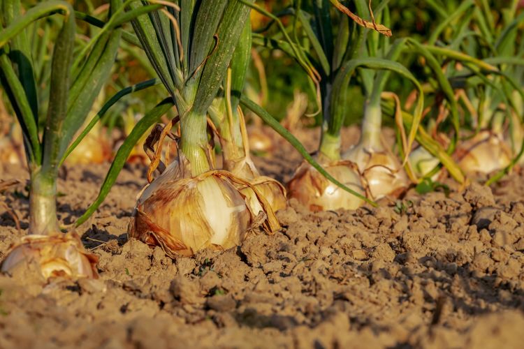 Onions growing in a field.