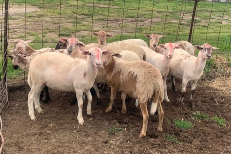sheep standing in a dirt pen