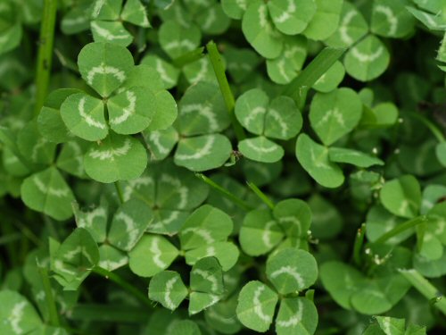  White Clover1.jpg 