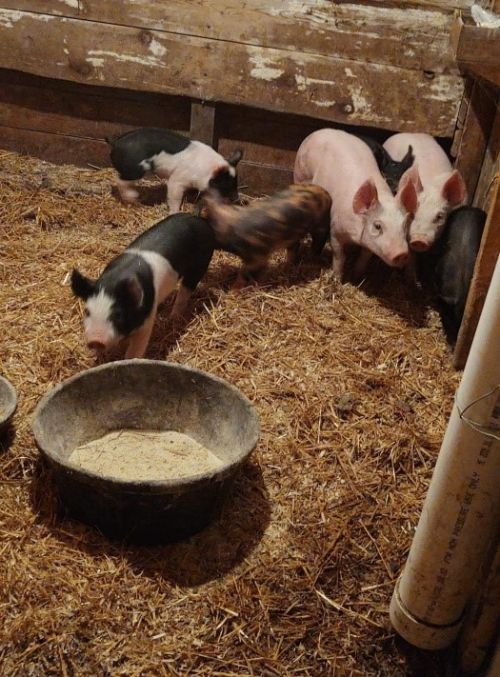 Piglets eating