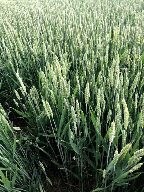 Wheat field