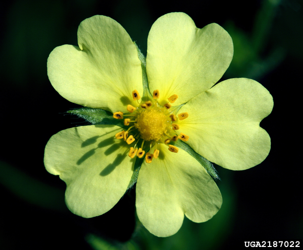 Shrubby cinquefoil